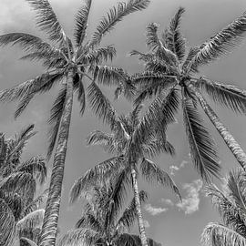 Lovely Palm Trees | monochrome by Melanie Viola