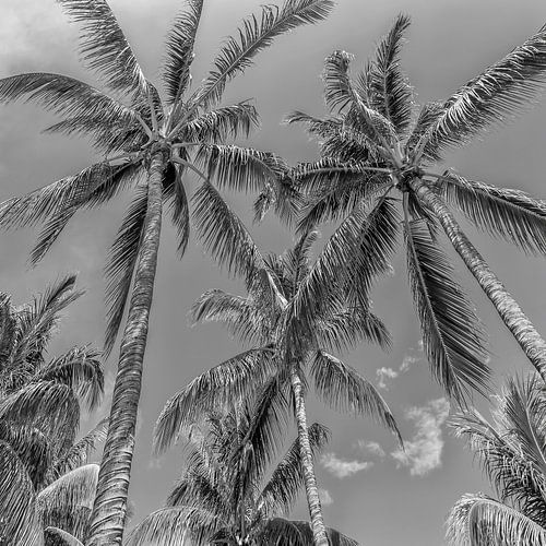 Palm idylle | monochroom