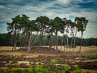 Wekeromse  Zand