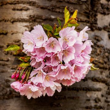 Cerisiers japonais, Pays-Bas sur Adelheid Smitt