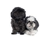 Zwei Shih-Tzu ( Shih Tzu ) Hunde Welpe und Mutter in schwarz-weiß vor einem weißen Hintergrund sitze von Leoniek van der Vliet Miniaturansicht