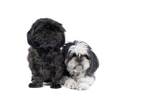 Twee Shih-Tzu ( Shih Tzu ) honden pup en moeder in zwart en wit zittend tegen witte achtergrond