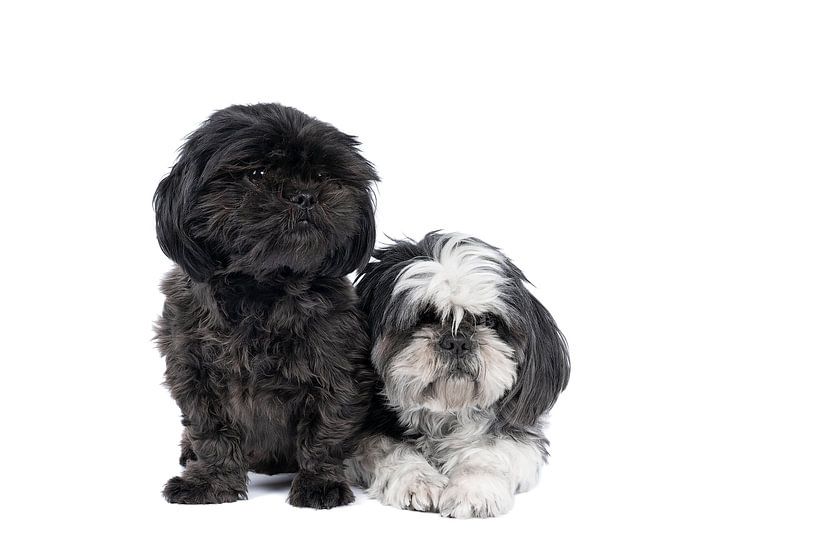 Zwei Shih-Tzu ( Shih Tzu ) Hunde Welpe und Mutter in schwarz-weiß vor einem weißen Hintergrund sitze von Leoniek van der Vliet