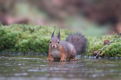 Squirrel stands a little awkward on the ice