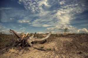 Bois sur Angelique Brunas