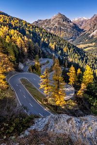 Goldener Herbst am Malojapass in der Schweiz