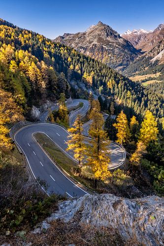 Golden autumn at Maloja Pass in Switzerland by Achim Thomae Photography