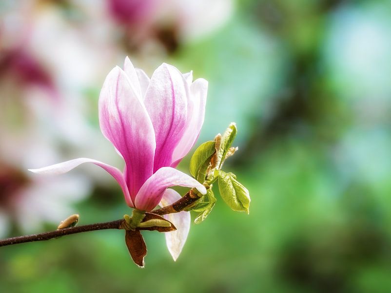 Pink and white blooming magnolia flowers by ManfredFotos