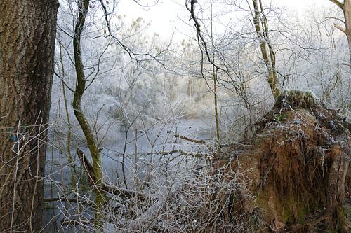 Elf Forest – A mystical winter forest on a January morning