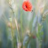 Zarte Mohnblume von Silvio Schoisswohl