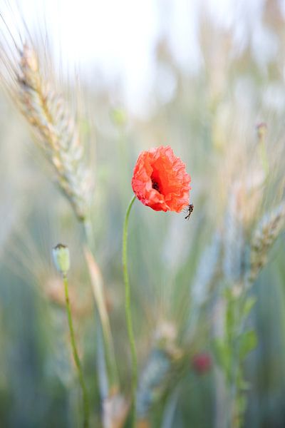 Delicate poppy by Silvio Schoisswohl