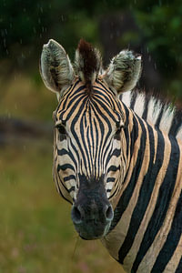 Zebra Portrait Standing in the Rain