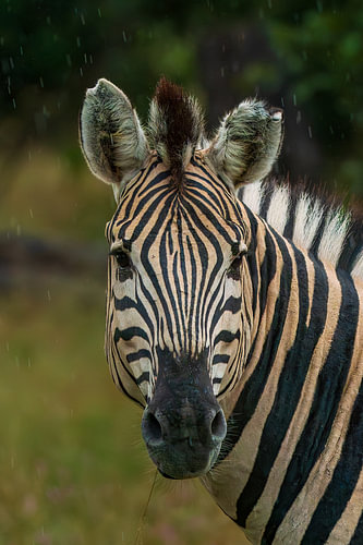 Zebra Portrait Standing in the Rain
