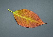 Herfstbladeren in perfectie van artpictures.de thumbnail