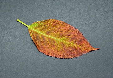 Herfstbladeren in perfectie van artpictures.de