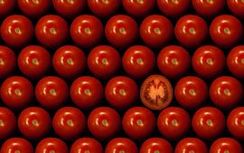 Tomatoes by Martin Podt