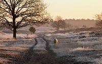 matin par Anne Koop Aperçu