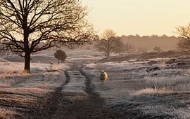 Morgen von Anne Koop