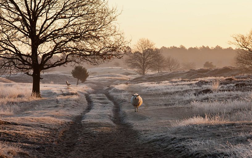 matin par Anne Koop