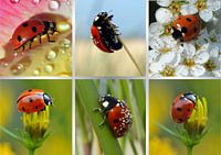 Marienkäfer-Collage