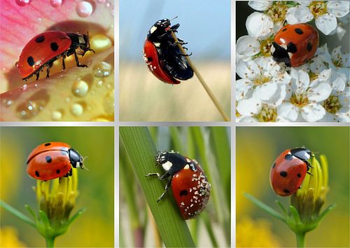 Marienkäfer-Collage