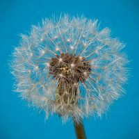 Dandelion square