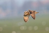 Le hibou des marais observe à 3:2