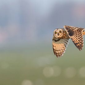 Short-eared owl in flight. 3:2 by Inge Duijsens