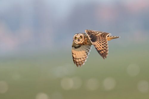 Short-eared owl in flight. 3:2 by Inge Duijsens