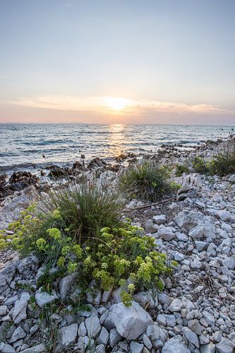 Landschap met zonsondergang op een stenen strand en dennenbos. Vir, Dalmatië, Kroatië