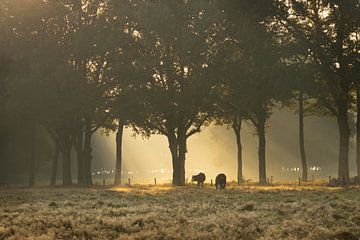 Cows in the sun's rays by KB Design & Photography (Karen Brouwer)