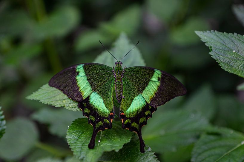 papillon vert par Roy Schmidt