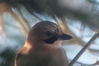 Jay