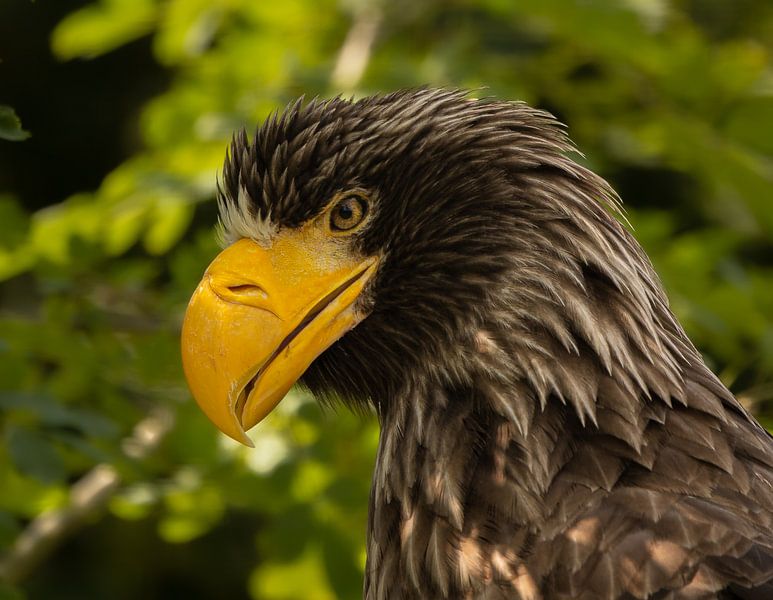Stellerscher Seeadler. von Wouter Van der Zwan