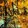 Gouden Herfst van Paula van den Akker