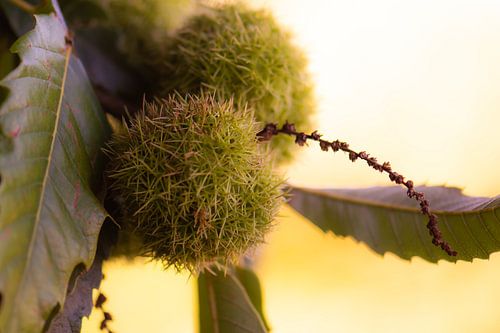 kastanjes aan de boom