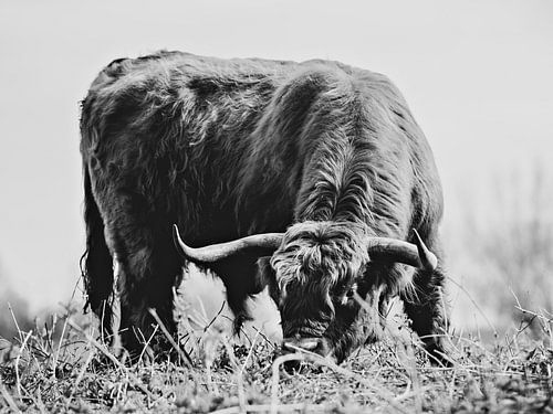 Schotse Hooglander zwart/wit