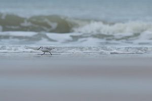Sanderling an der Gezeitenmarke
