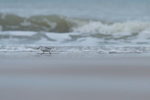 Drieteenstrandloper aan de vloedlijn