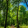 Forest path by Martijn Tilroe