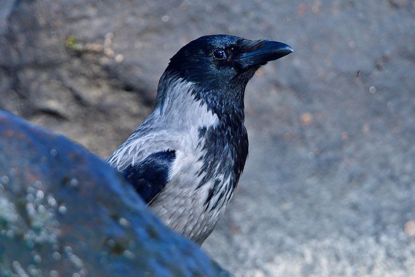 Hooded Crow by Karin Jähne