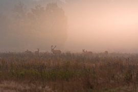 Edelherten in het Weerterbos tijdens een mistige zonsopkomst van John van de Gazelle fotografie
