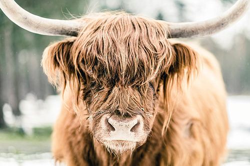 Schotse Hooglander in de sneeuw tijdens de winter
