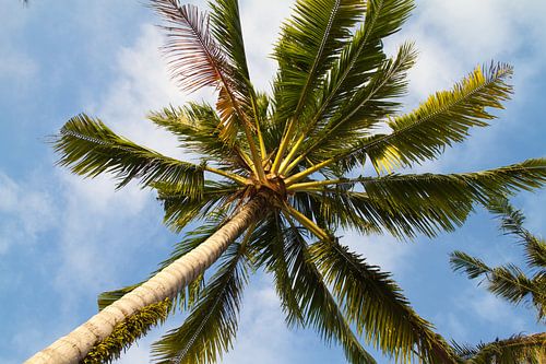 Onder de palmboom