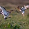 Black-tailed godwit greeting by Bart Hardorff