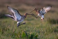 Black-tailed godwit greeting