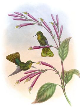 Jelski's Copper-Tail, John Gould van Hummingbirds