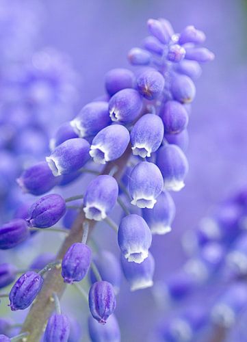 sneeuwklokje in het voorjaar macrofotografie