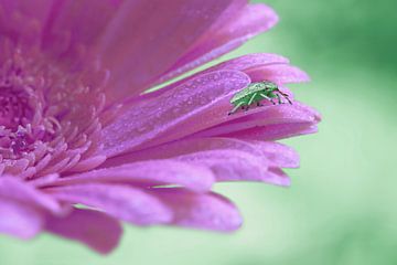 Green Stinkbug on a purple Gerbera by Elianne van Turennout