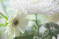 Astra en Gerbera bloem van Marianna Pobedimova thumbnail